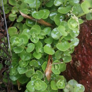 Spatula-Leaf Crassula