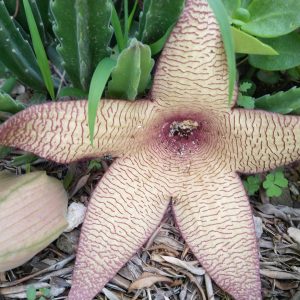 Carrion Flower/Dead Mans Cactus