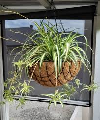 Spider Plant