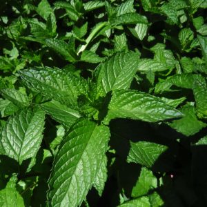 English Mint