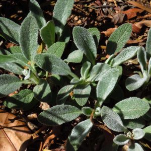 Lambs Ear