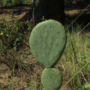 Prickly Pear Cactus