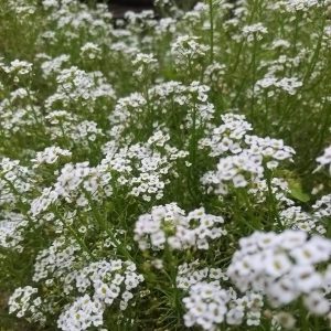 Alyssums