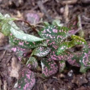 Polka Dot Plant