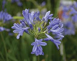 Agapanthus (Blue)