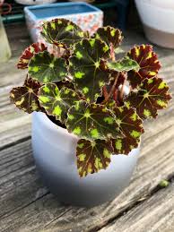 Eyelash begonia