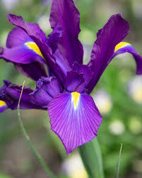 Dutch Iris