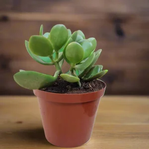 Jade Plant