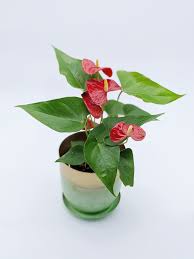 Anthurium