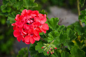Pelargonium
