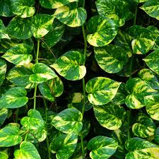 Golden Pothos