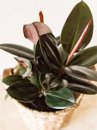 Rubber plant (Burgandy)