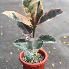 Rubber plant (Ruby)