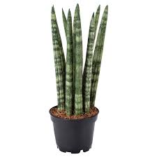 Snake plant (Sansevieria cylindrica)