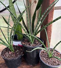 Snake plant (Sansevieria Fernwood)