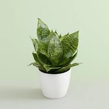 Snake plant (Hahnii)