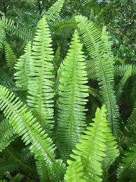 Sword Fern
