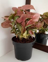 Syngonium Pink Neon