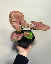 Syngonium Watermelon