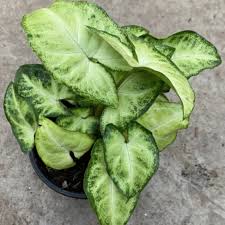 Syngonium White Butterfly